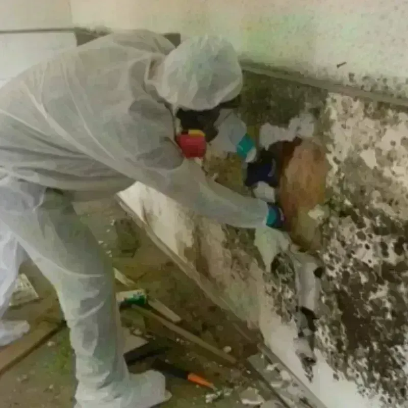 Mold Remediation and Removal in Jobos, PR